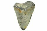 Bargain, Juvenile Megalodon Tooth - North Carolina #294433-1